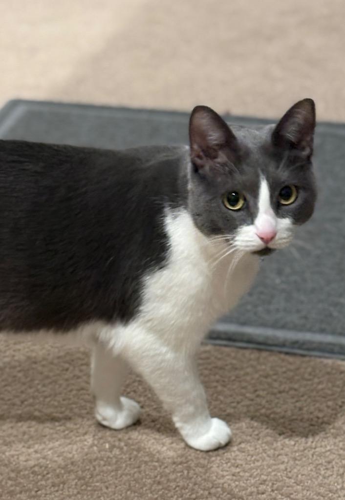 Millie, Adoptable, Adult Female Domestic Short Hair.