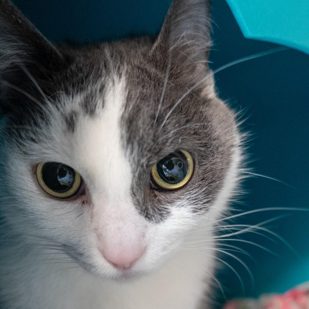 Love Island, Adoptable, Senior Female Domestic Short Hair.