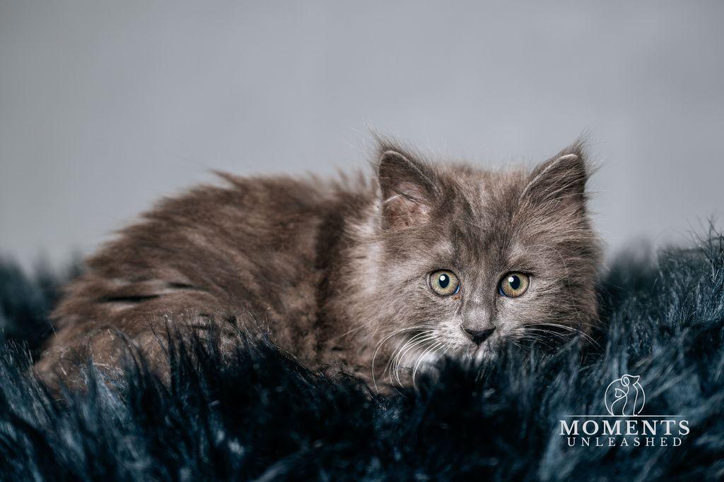 Ditto , an adopted Domestic Long Hair in Myakka City, FL image 2/3