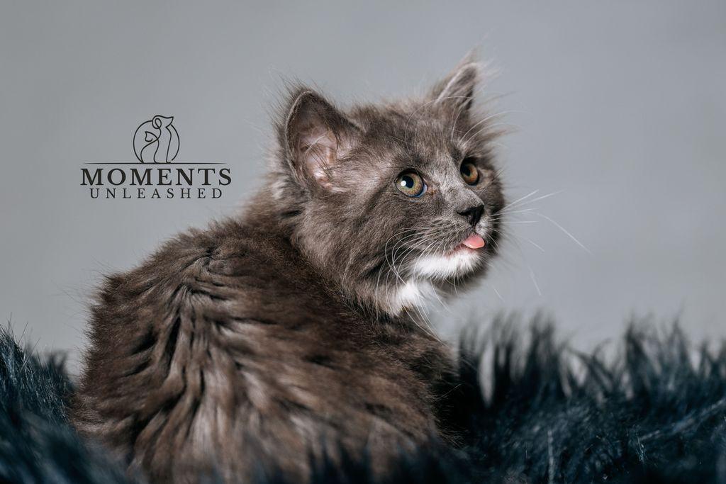 Ditto , an adopted Domestic Long Hair in Myakka City, FL image 3/3