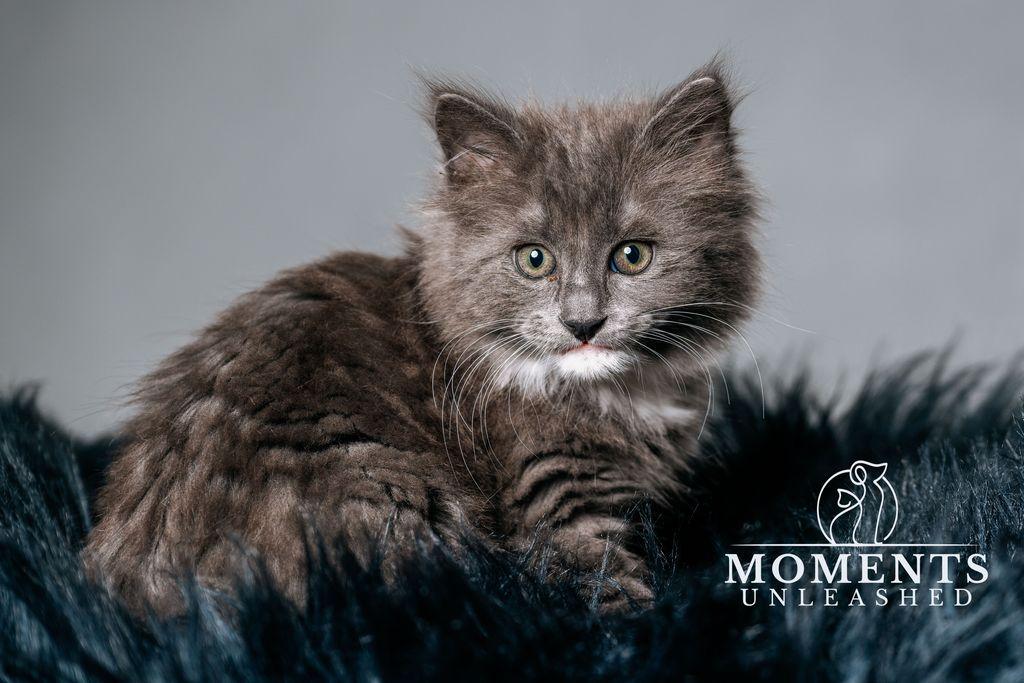 Ditto , adopted, Kitten Female Domestic Long Hair.