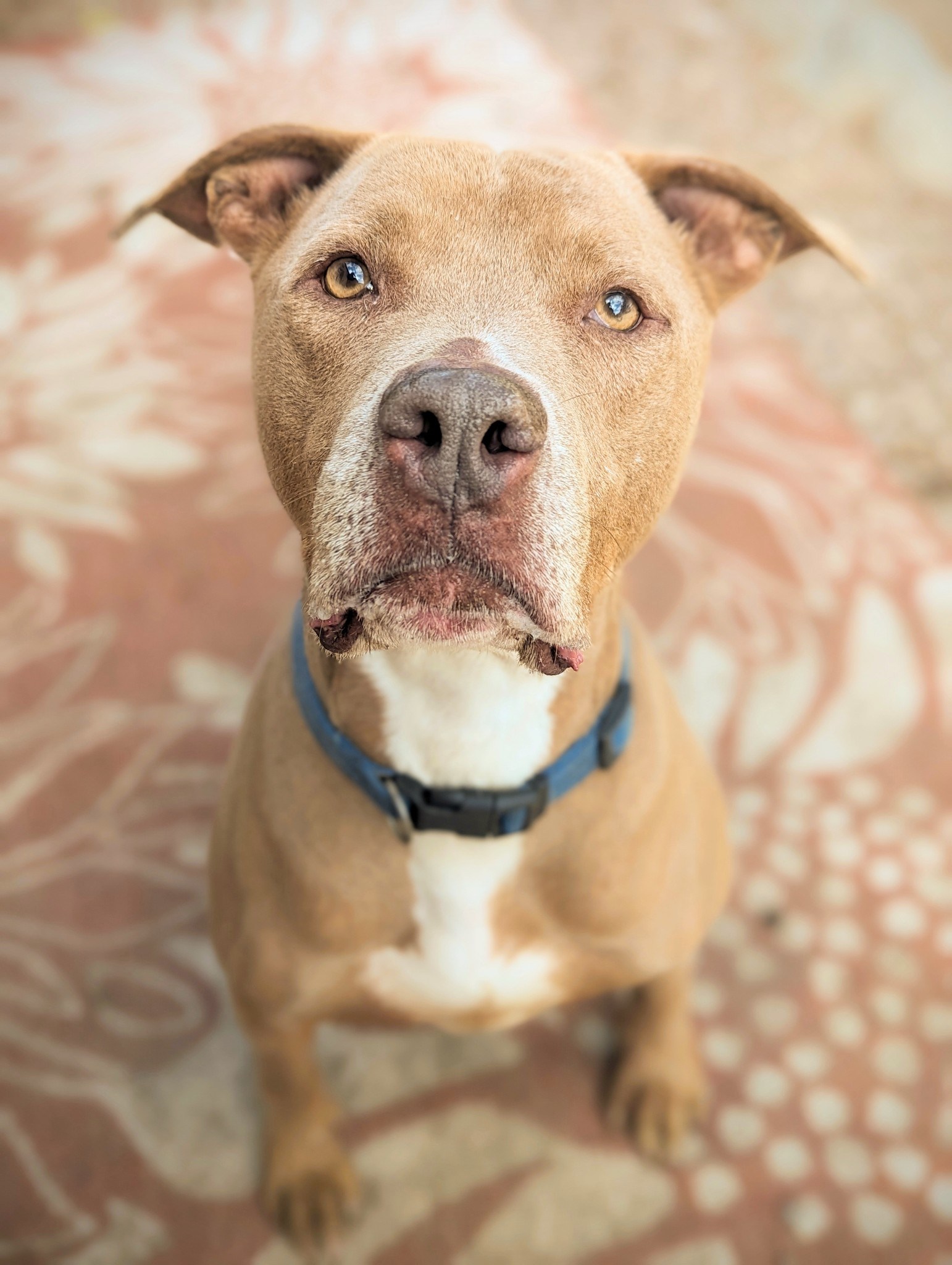 Frankie, adoptable, Senior Male American Staffordshire Terrier & Labrador Retriever.