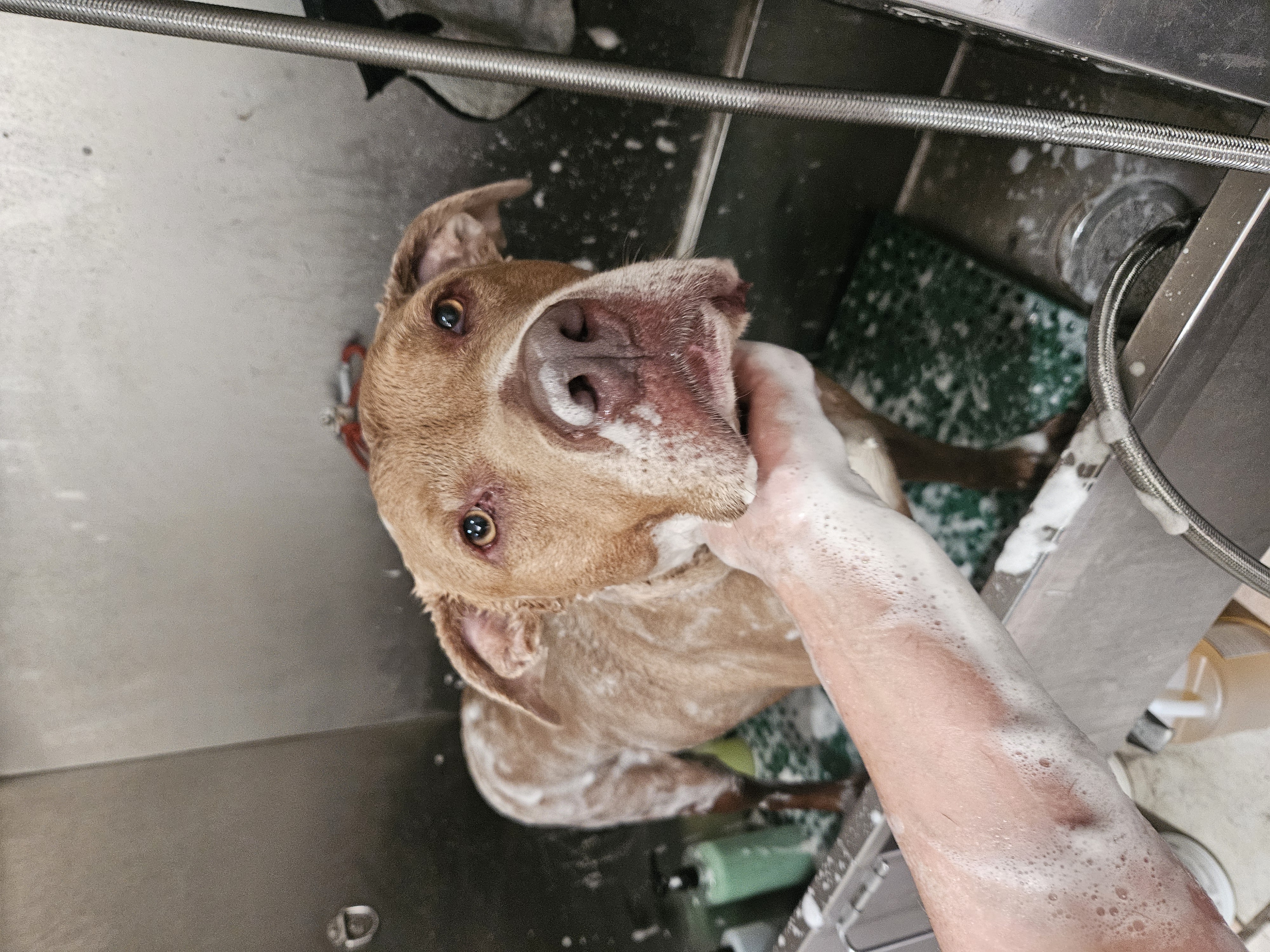 Enlarge Frankie, an adoptable mixed breed in Sierra Madre, CA image 5/6