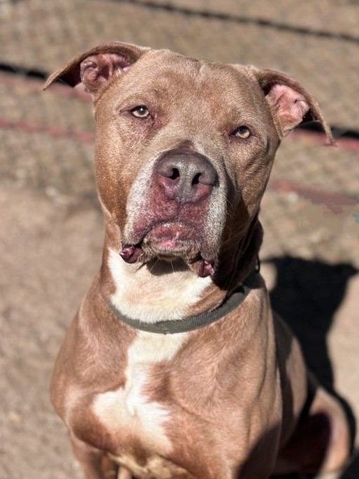 Enlarge Frankie, an adoptable mixed breed in Sierra Madre, CA image 3/6