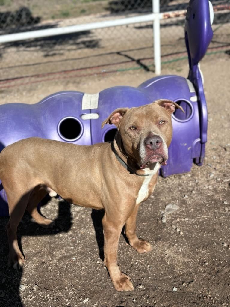 Enlarge Frankie, an adoptable mixed breed in Sierra Madre, CA image 4/6