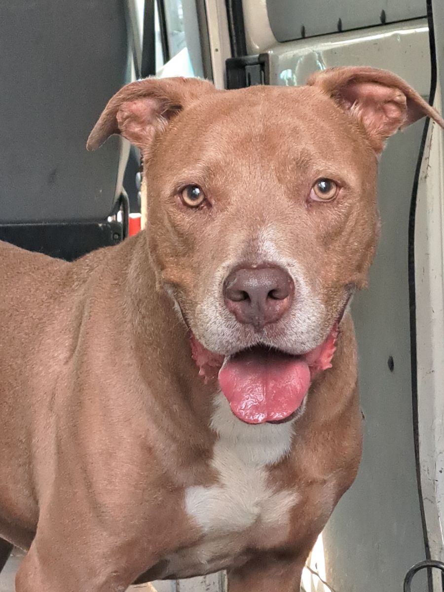 Enlarge Frankie, an adoptable mixed breed in Sierra Madre, CA image 1/6