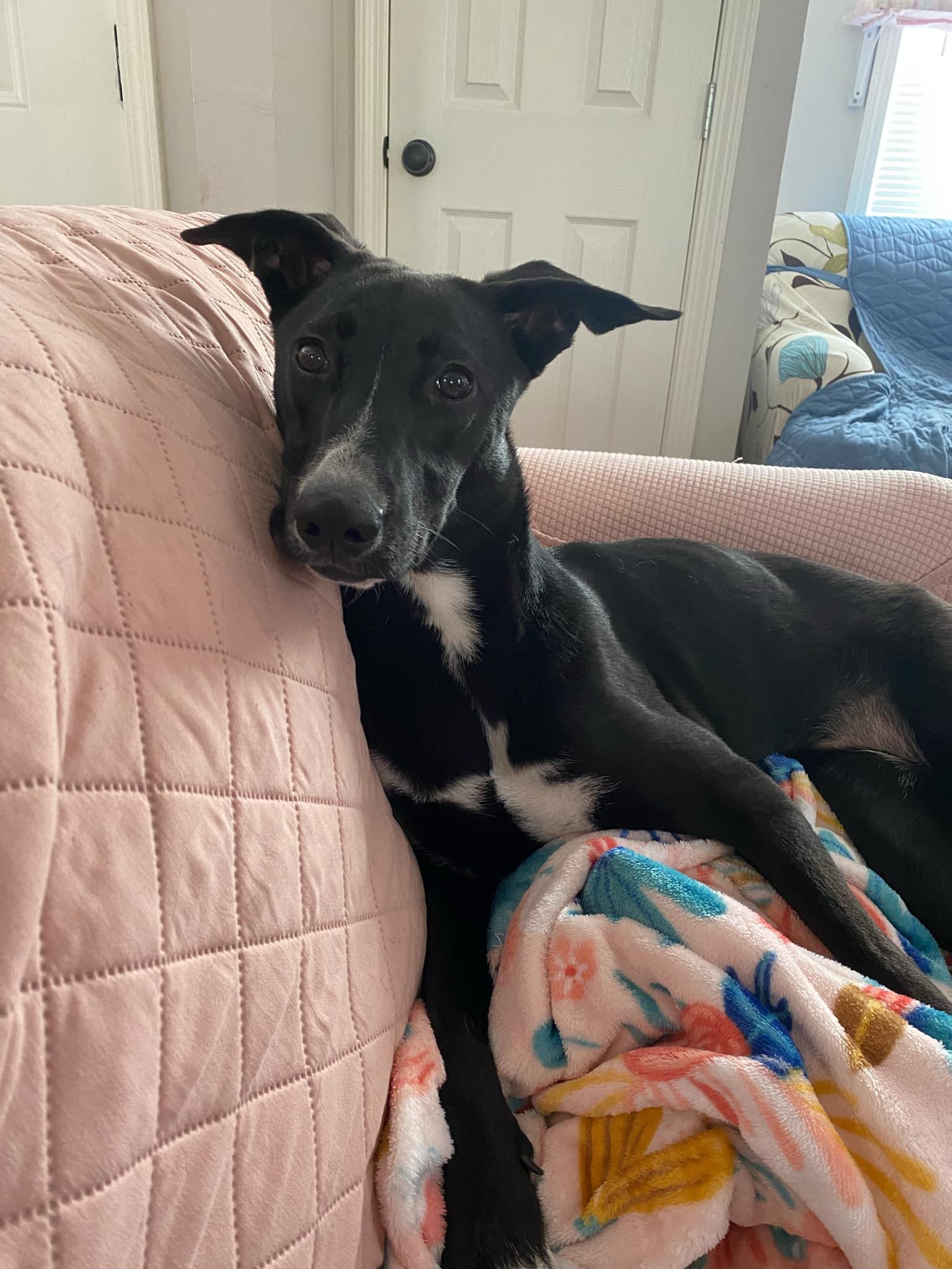 Ryn FosterHome A439808