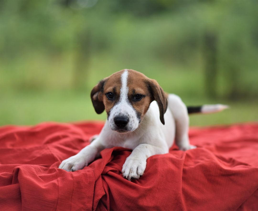 Enlarge Mars - (Jackson) , a Adopted mixed breed in Albany , NY image 1/14