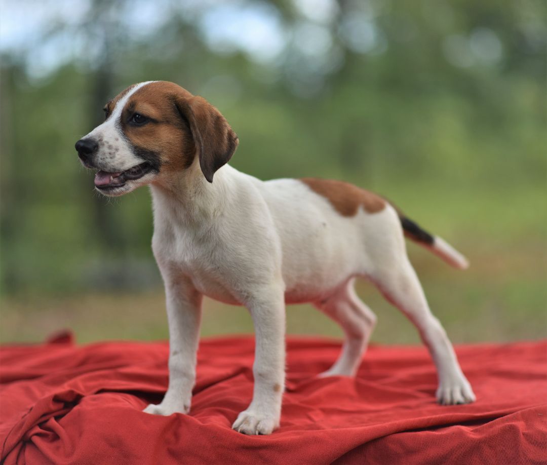 Enlarge Mars - (Jackson) , a Adopted mixed breed in Albany , NY image 2/14