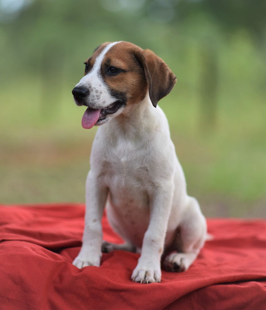 Enlarge Mars - (Jackson) , a Adopted mixed breed in Albany , NY image 3/14