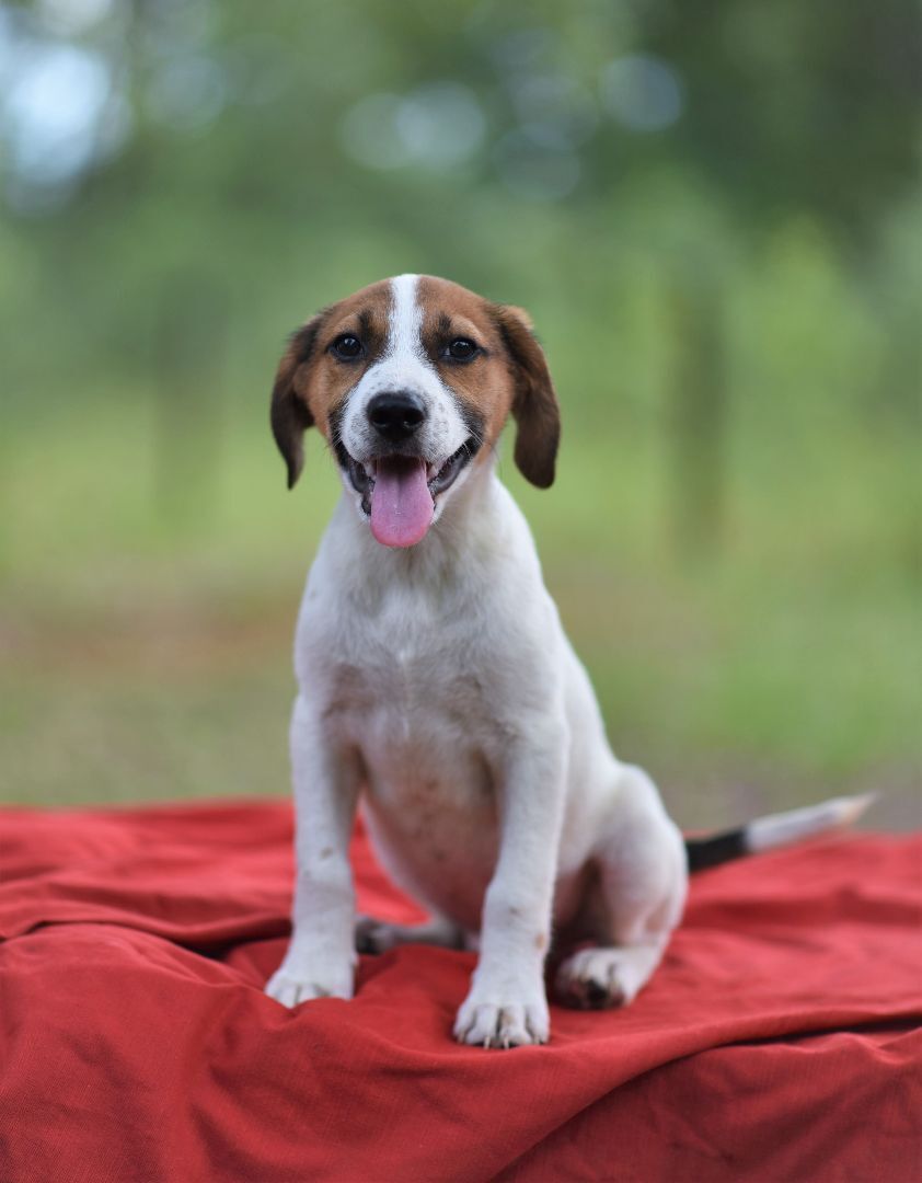 Enlarge Mars - (Jackson) , a Adopted mixed breed in Albany , NY image 4/14