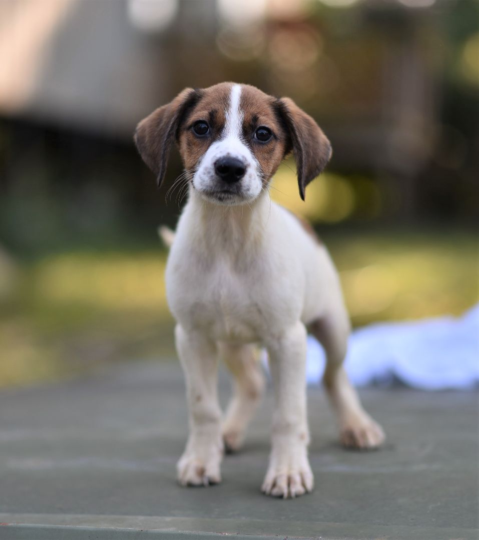 Enlarge Mars - (Jackson) , a Adopted mixed breed in Albany , NY image 5/14