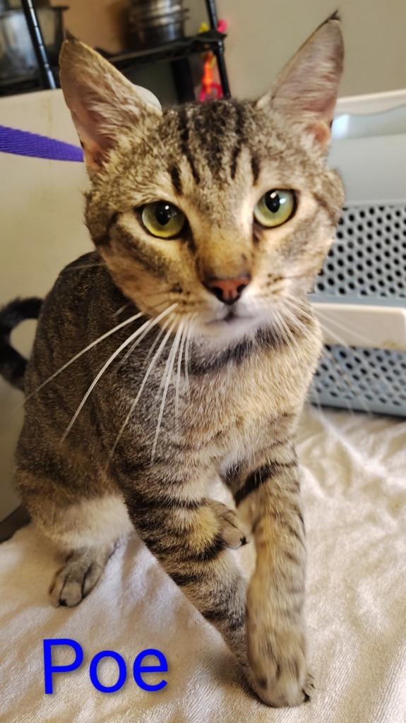 Poe, Adoptable, Kitten Male Domestic Short Hair.