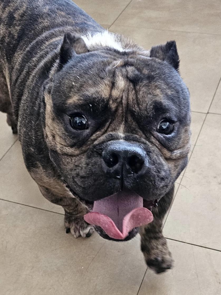 Enlarge Gordo, a Adoptable English Bulldog in Joliet, IL image 1/2