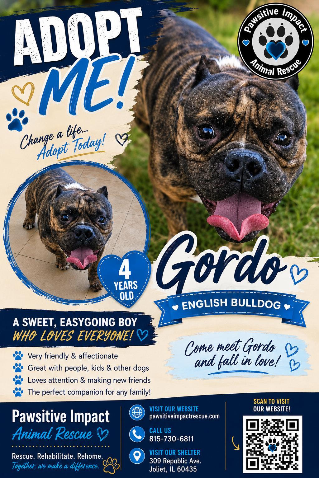 Enlarge Gordo, a Adoptable English Bulldog in Joliet, IL image 2/2