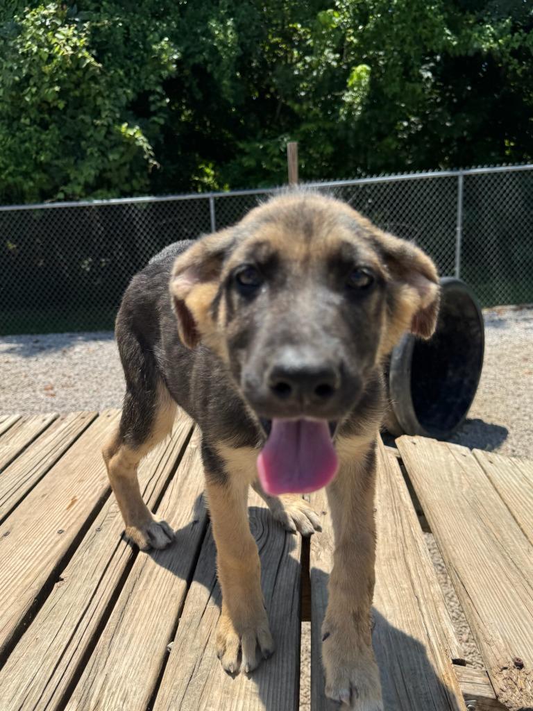 Amara, Adoptable, Young Female Shepherd.