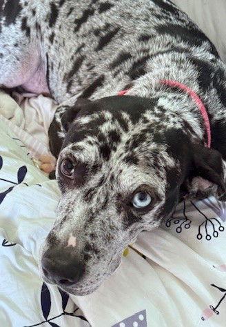 Maggie the Marvel, Adoptable, Adult Female Catahoula Leopard Dog & Black and Tan Coonhound.