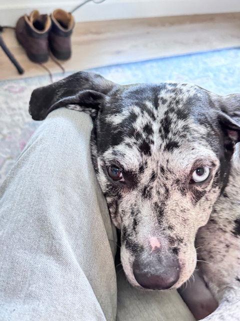 Enlarge Maggie the Marvel, a Adoptable mixed breed in Atlanta, GA image 2/3