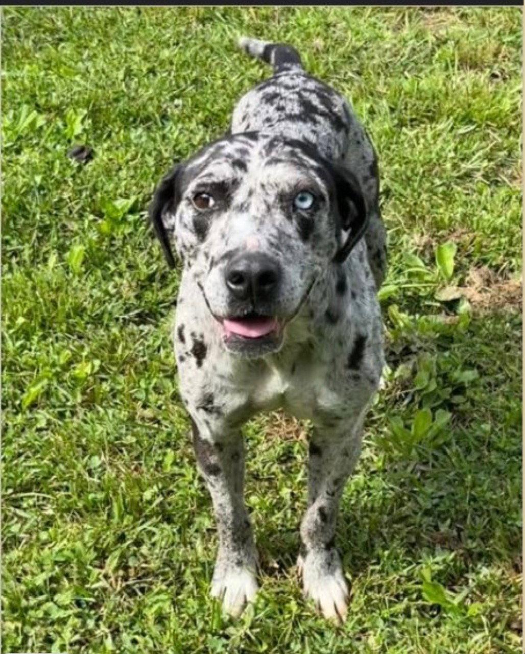 Enlarge Maggie the Marvel - GRAY/BLACK Catahoula JEWEL!, a Adoptable mixed breed in Atlanta, GA image 3/3