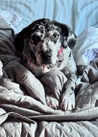 Enlarge Maggie the Marvel, a Adoptable mixed breed in Atlanta, GA image 3/3