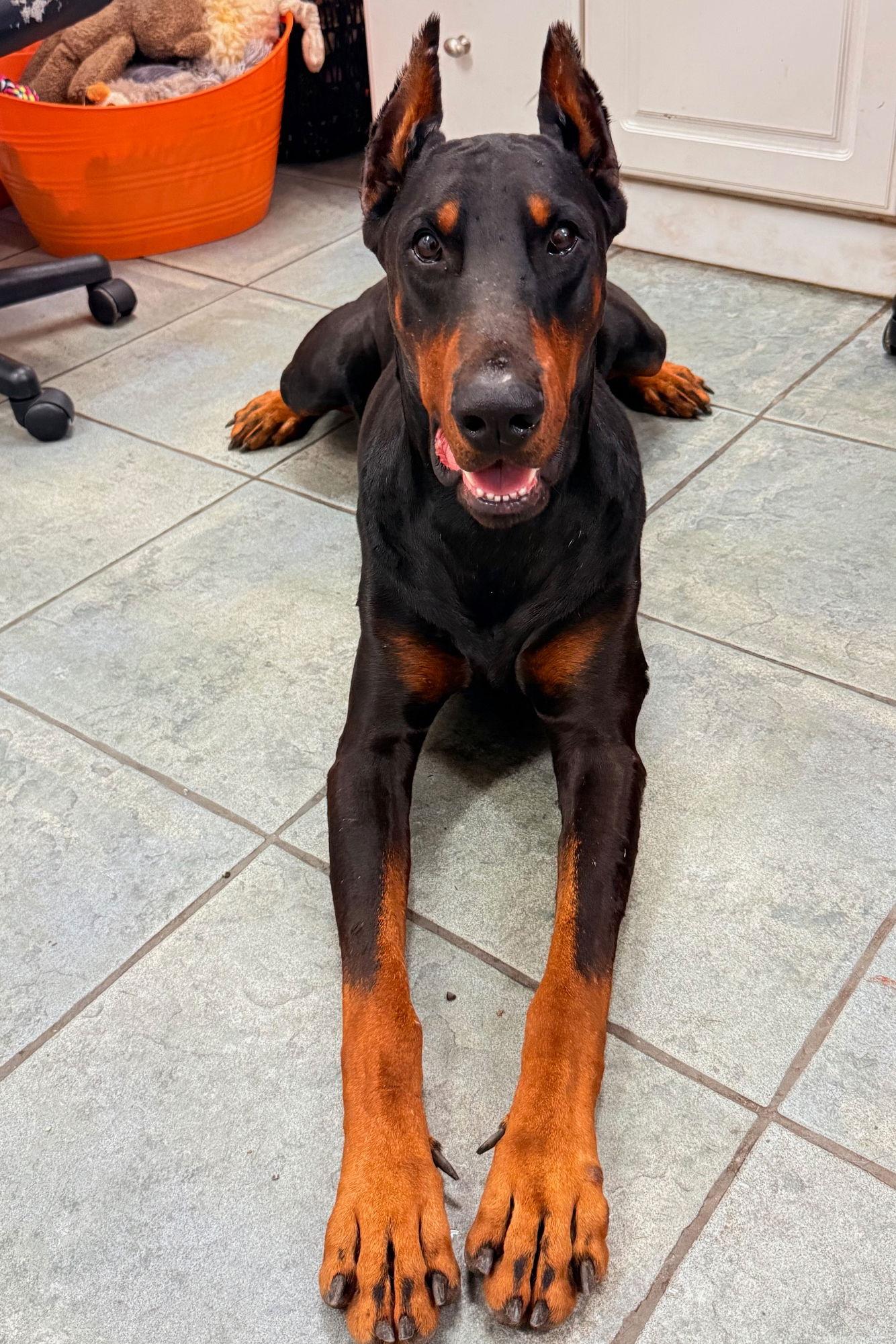 Coal 3543, Adoptable, Young Male Doberman Pinscher.