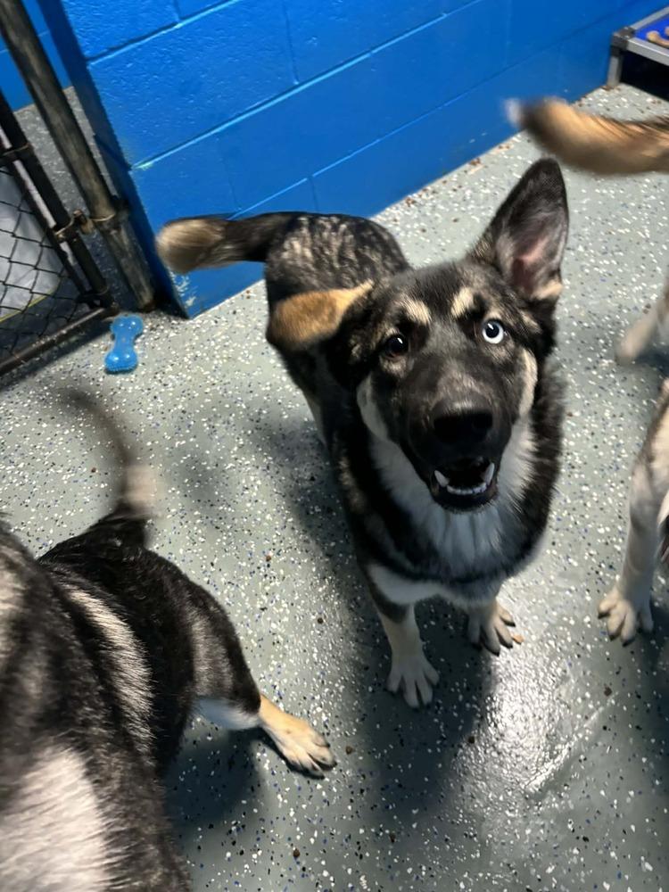 Enlarge Sasha, a Adoptable mixed breed in Muskegon, MI image 1/1