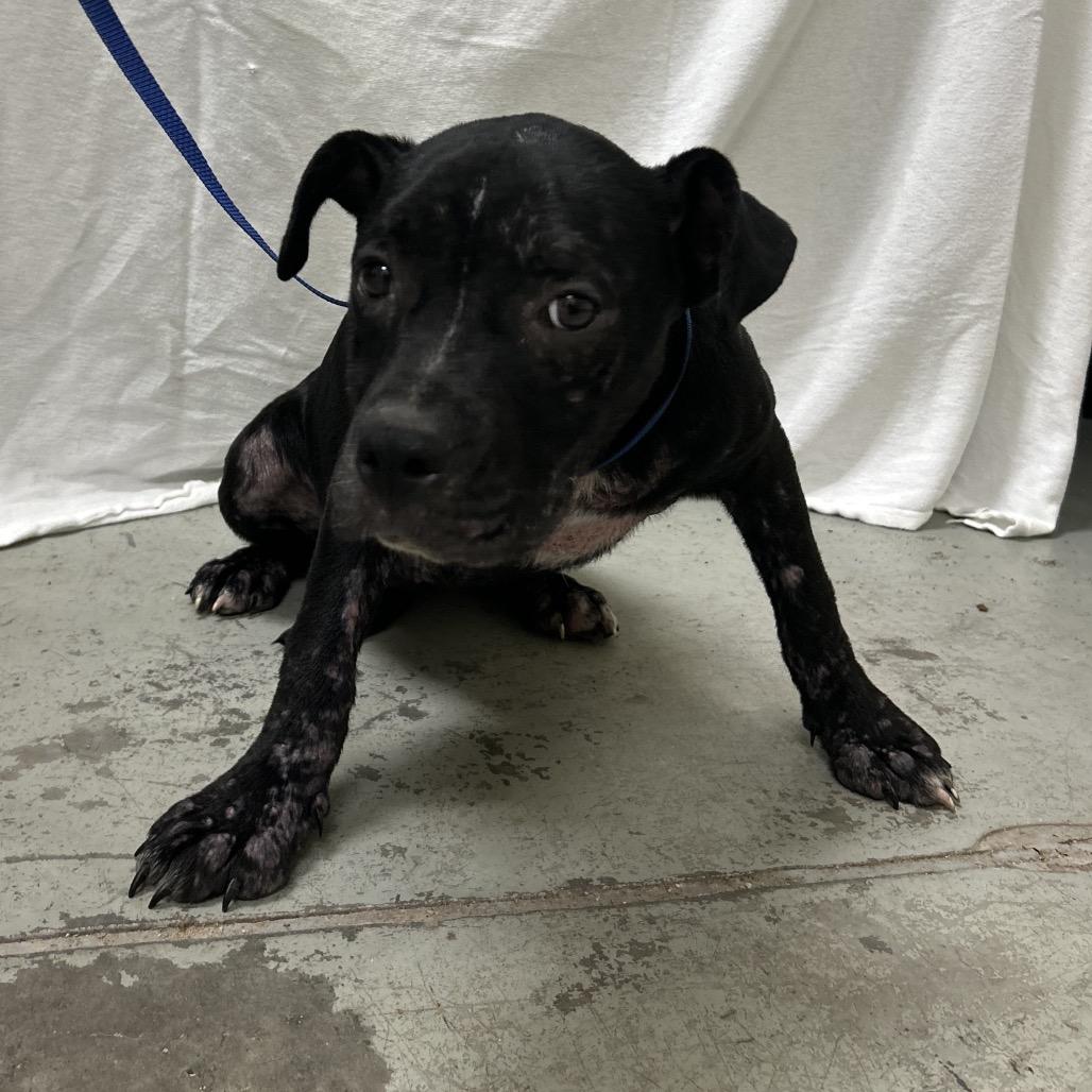 Eclipse, Adoptable, Young Female Mixed Breed.