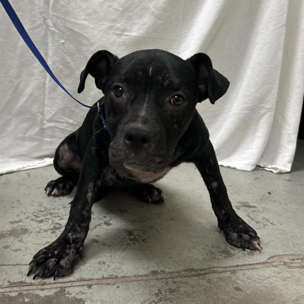 Eclipse, a Adoptable Mixed Breed in Bronson, FL image 2/3