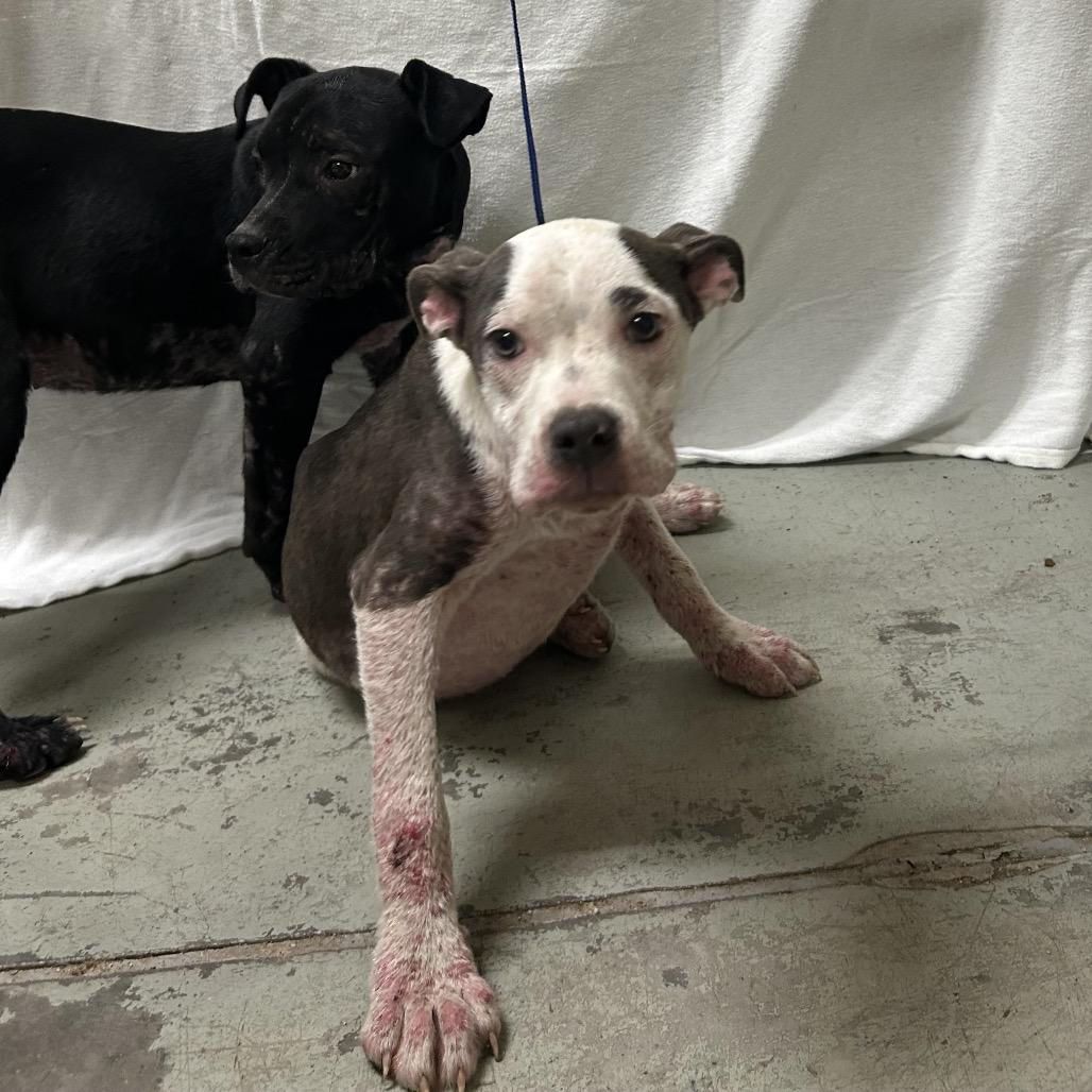 Eclipse, a Adoptable Mixed Breed in Bronson, FL image 3/3