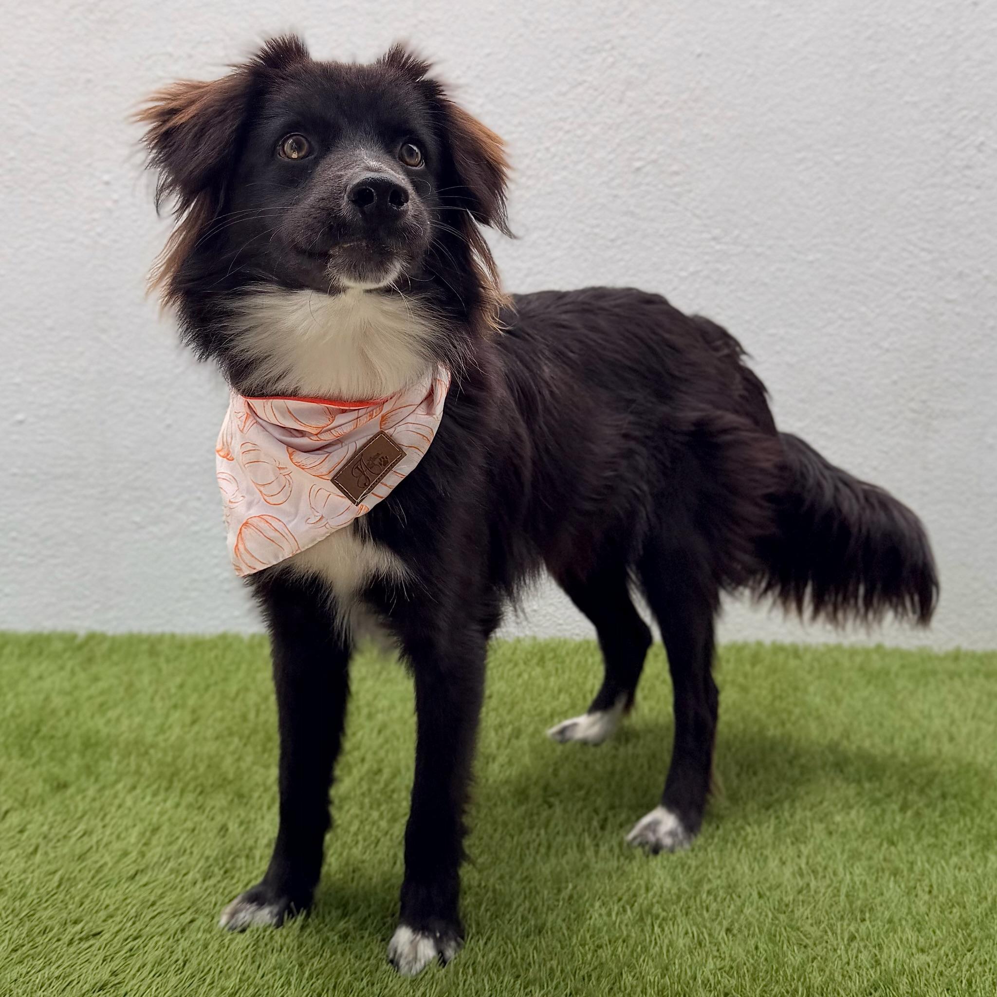 ARCHIE, a ADOPTABLE mixed breed in La Jolla, CA image 4/6