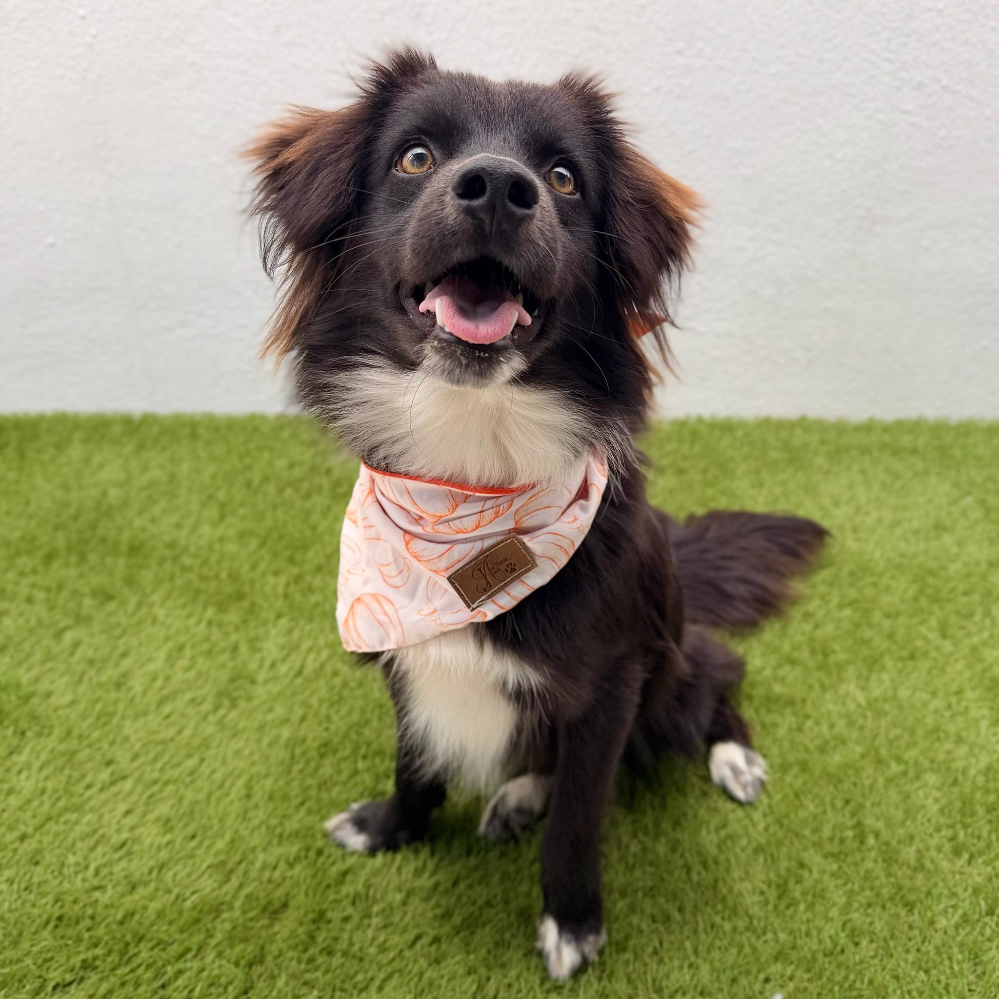 ARCHIE, a ADOPTABLE mixed breed in La Jolla, CA image 3/6