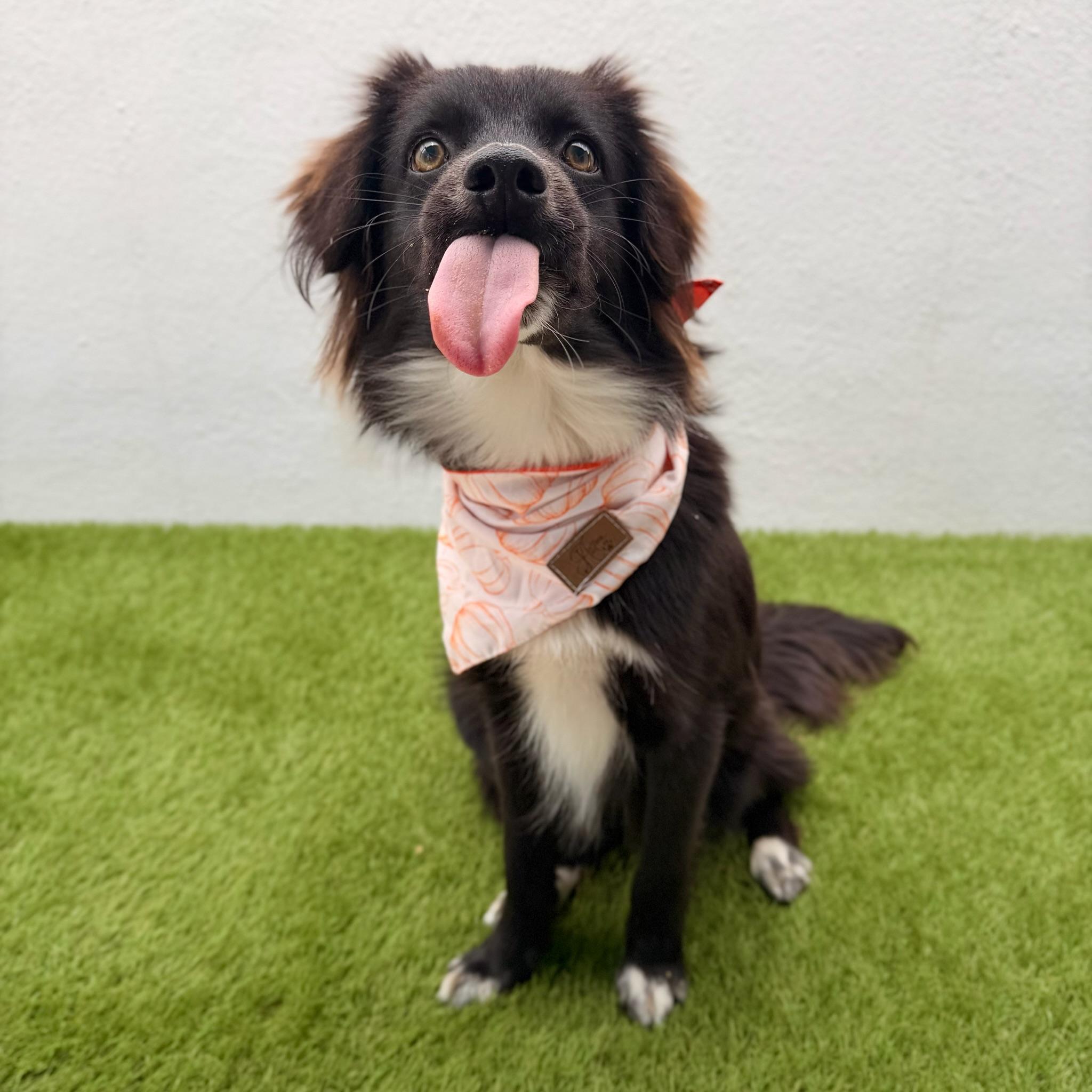 ARCHIE, a ADOPTABLE mixed breed in La Jolla, CA image 5/6