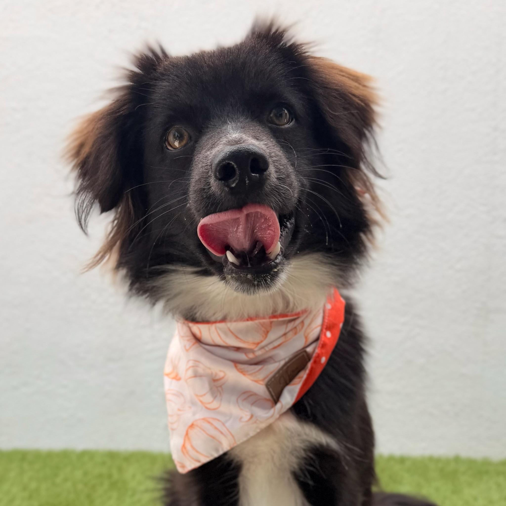 ARCHIE, a ADOPTABLE mixed breed in La Jolla, CA image 1/6