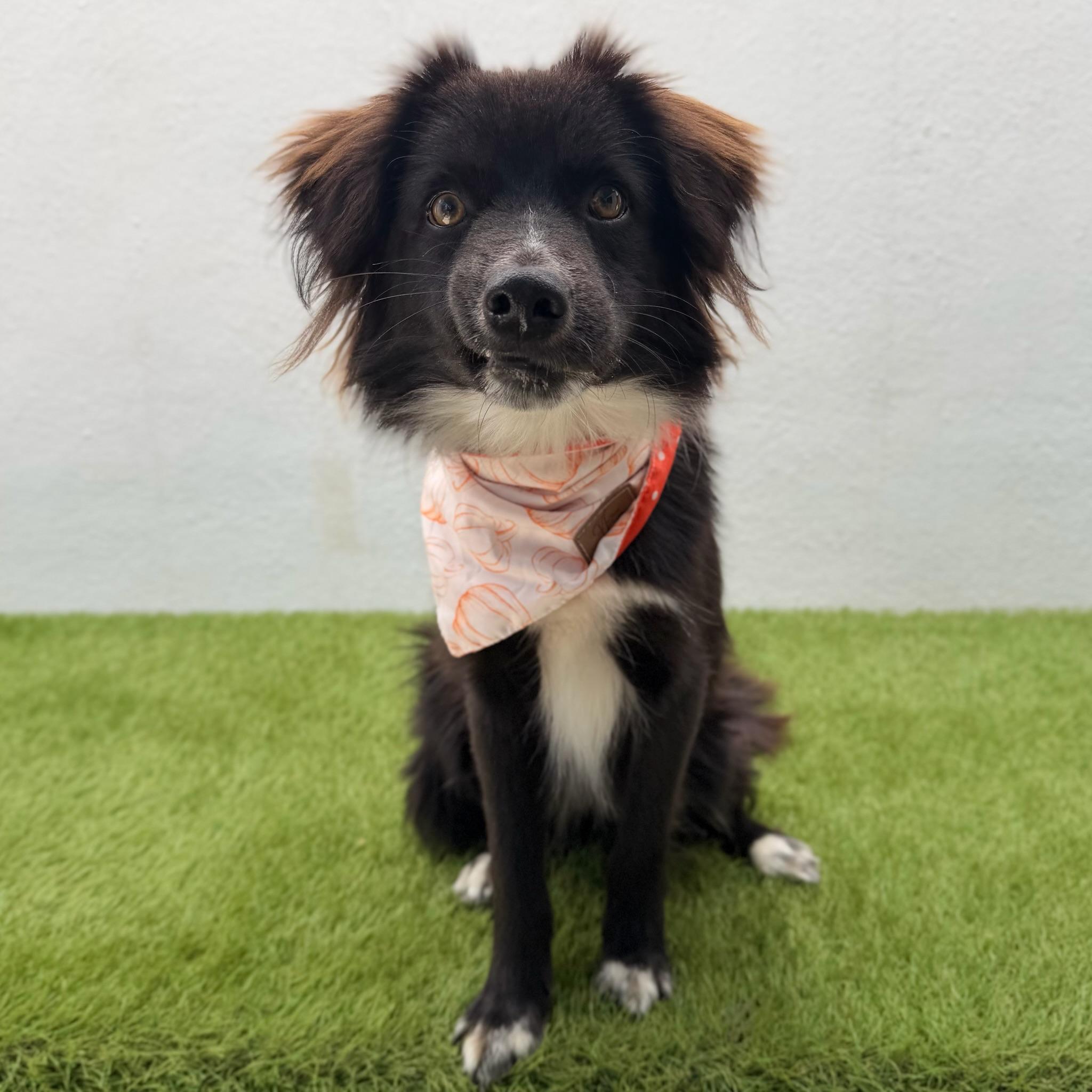 ARCHIE, a ADOPTABLE mixed breed in La Jolla, CA image 2/6