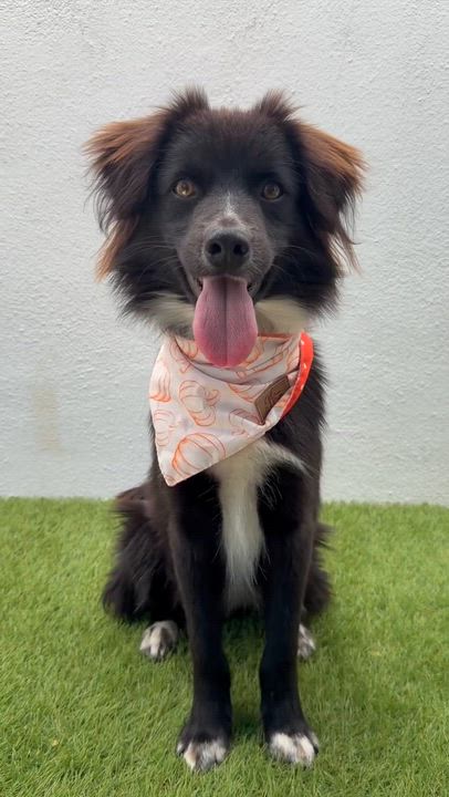 Enlarge ARCHIE, a ADOPTABLE mixed breed in La Jolla, CA video 6/6