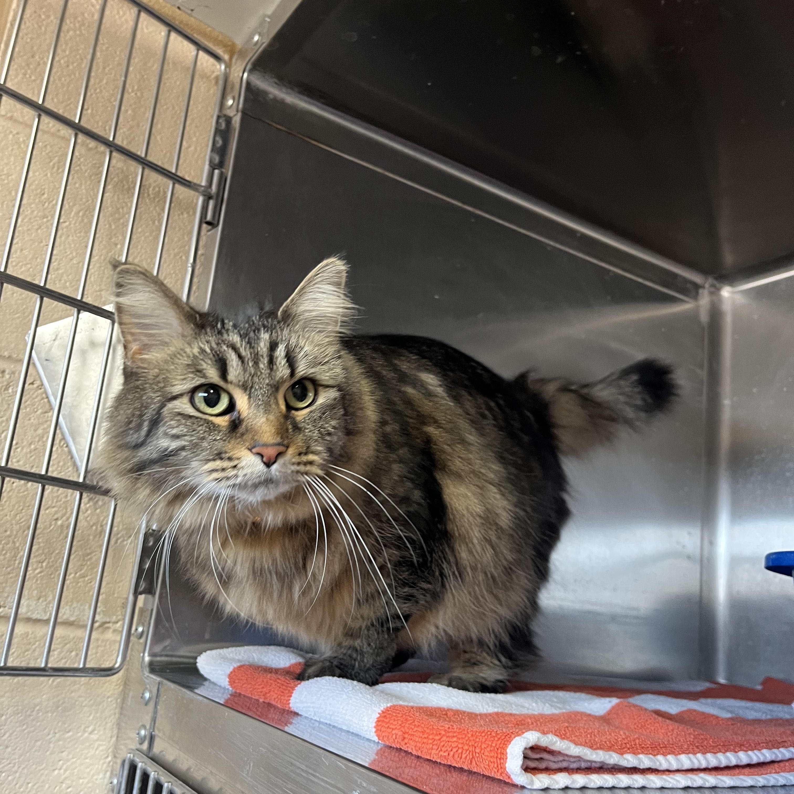 STAR, ADOPTABLE, Adult Female Domestic Long Hair.