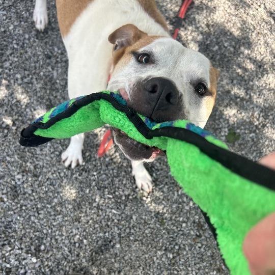 Goku, a Adoptable Mixed Breed in Asheville, NC image 1/6