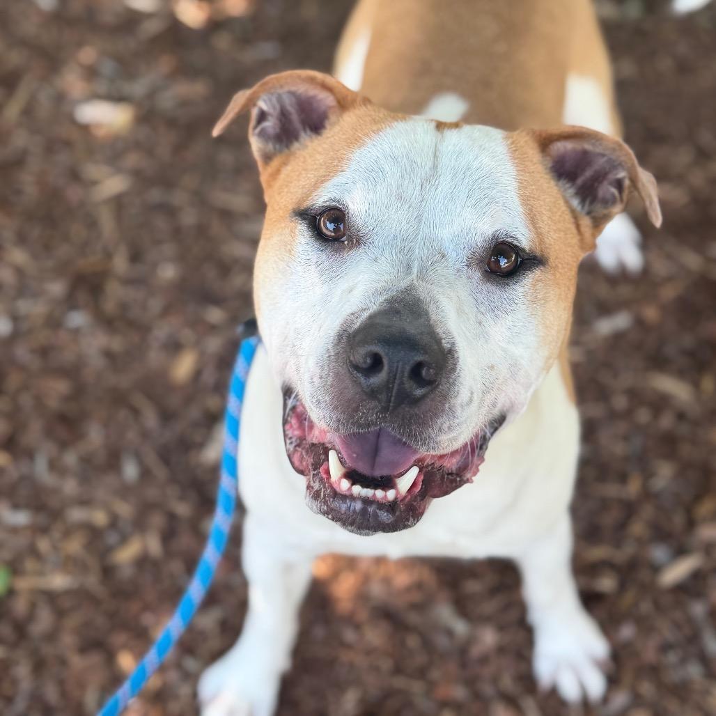 Goku, a Adoptable Mixed Breed in Asheville, NC image 2/6