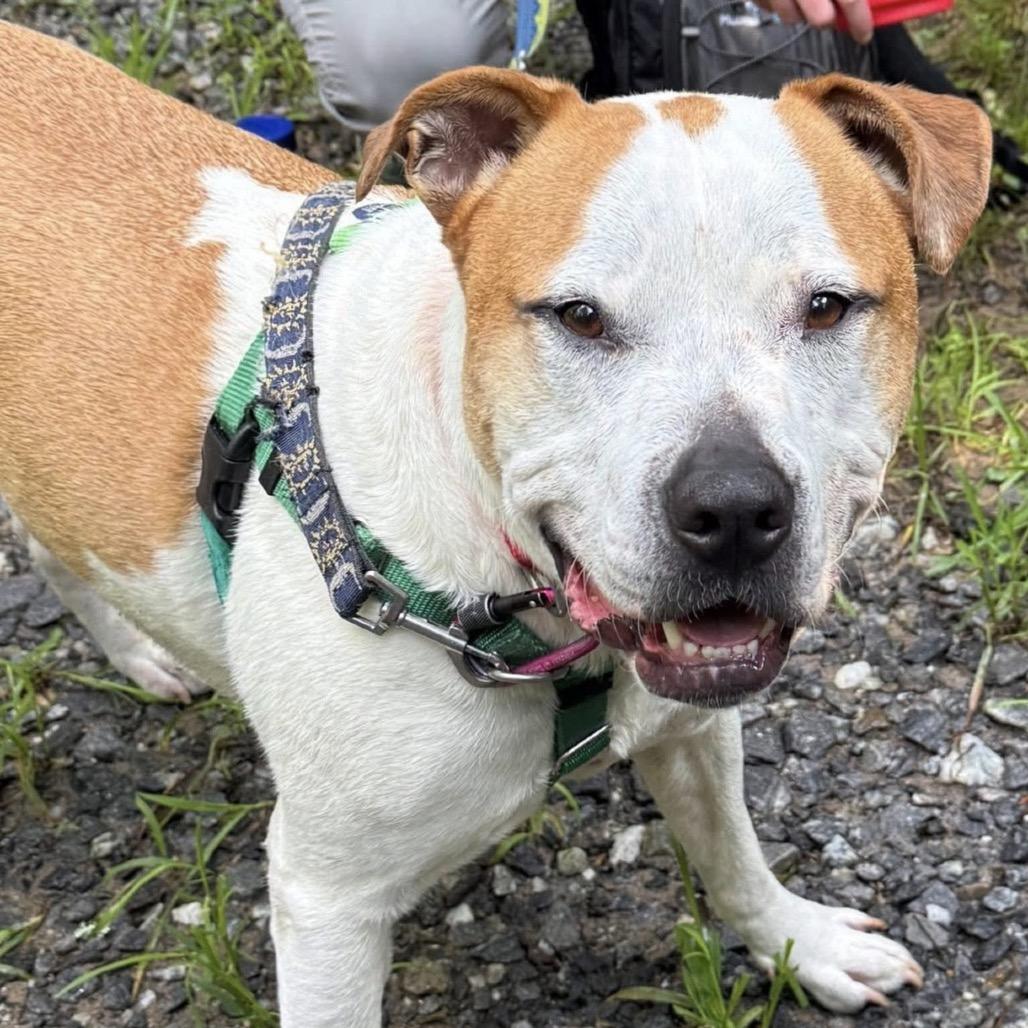 Goku, a Adoptable Mixed Breed in Asheville, NC image 3/6