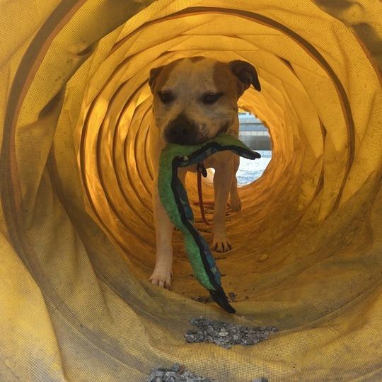 Goku, a Adoptable Mixed Breed in Asheville, NC image 5/6