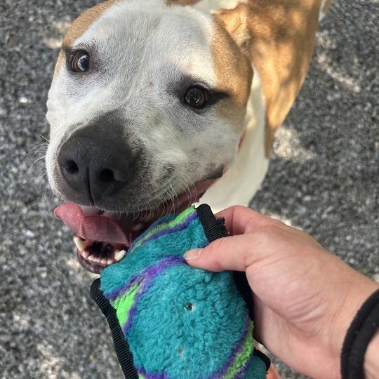 Goku, a Adoptable Mixed Breed in Asheville, NC image 6/6