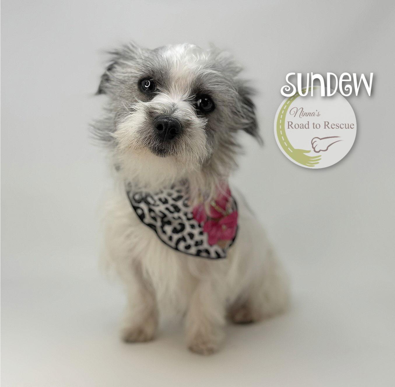 Sundew, Adopted, Adult Female Schnauzer.