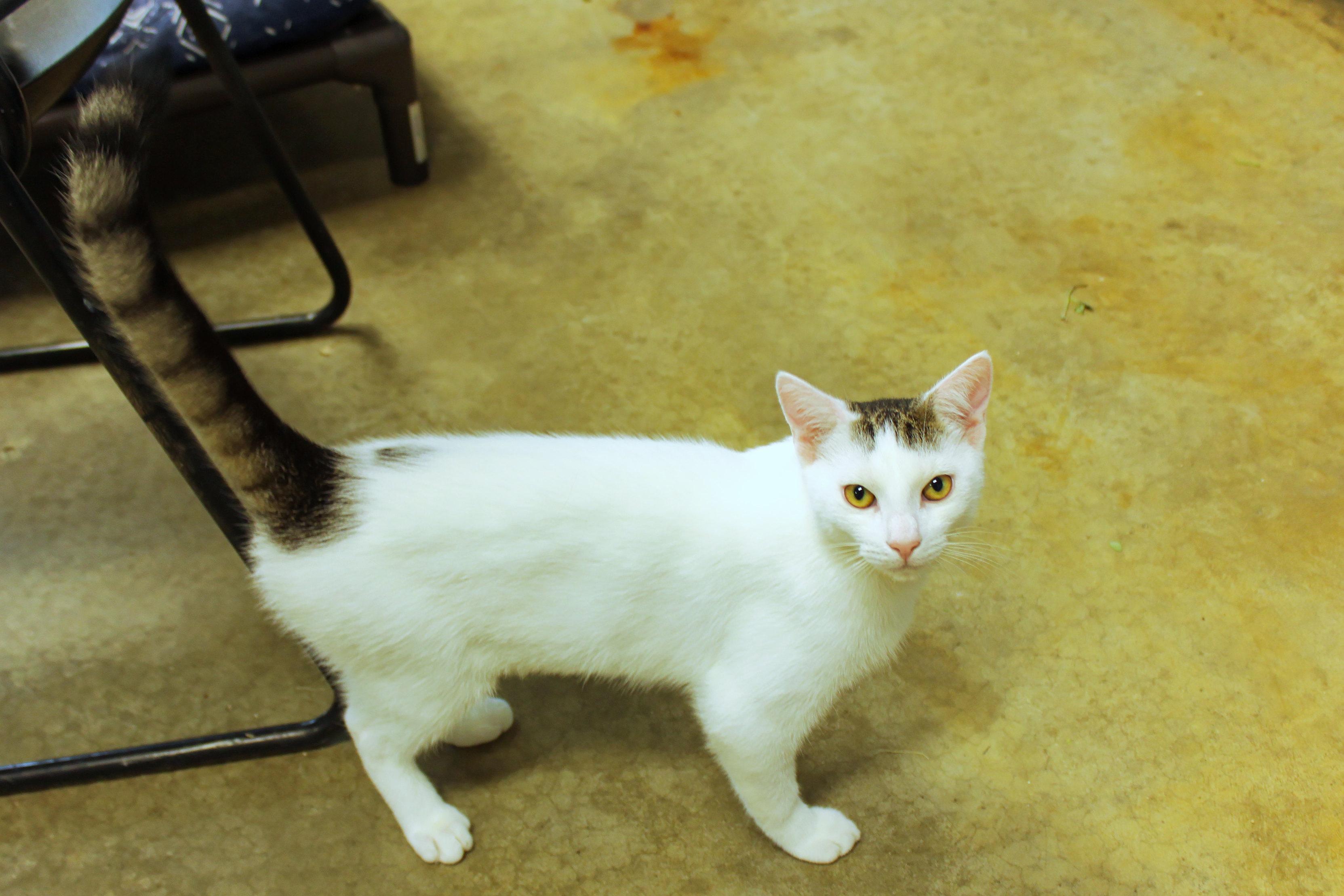 Enlarge Alfonso, a Adoptable Domestic Short Hair in Urbana, OH image 2/6