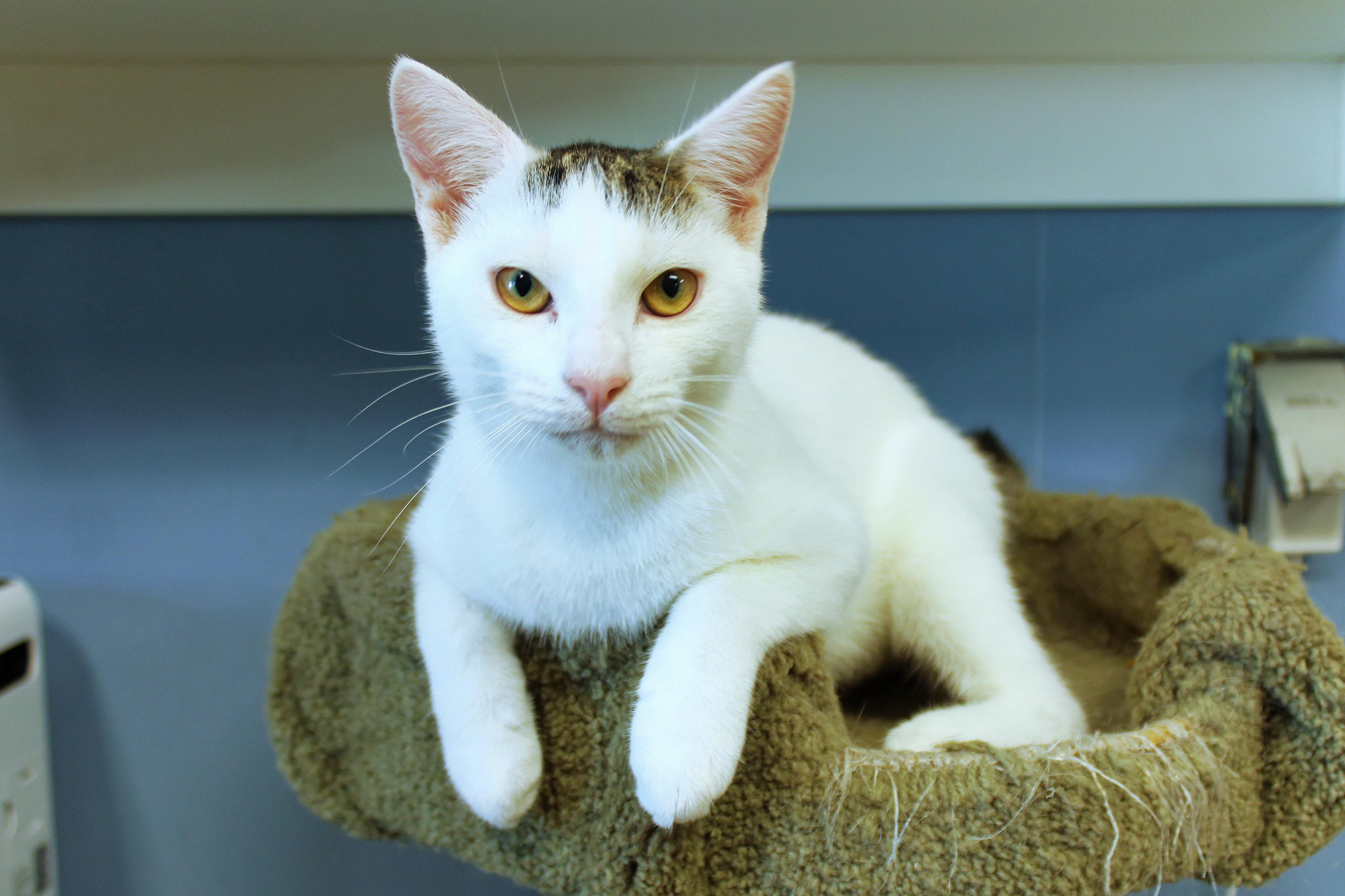 Enlarge Alfonso, a Adoptable Domestic Short Hair in Urbana, OH image 6/6
