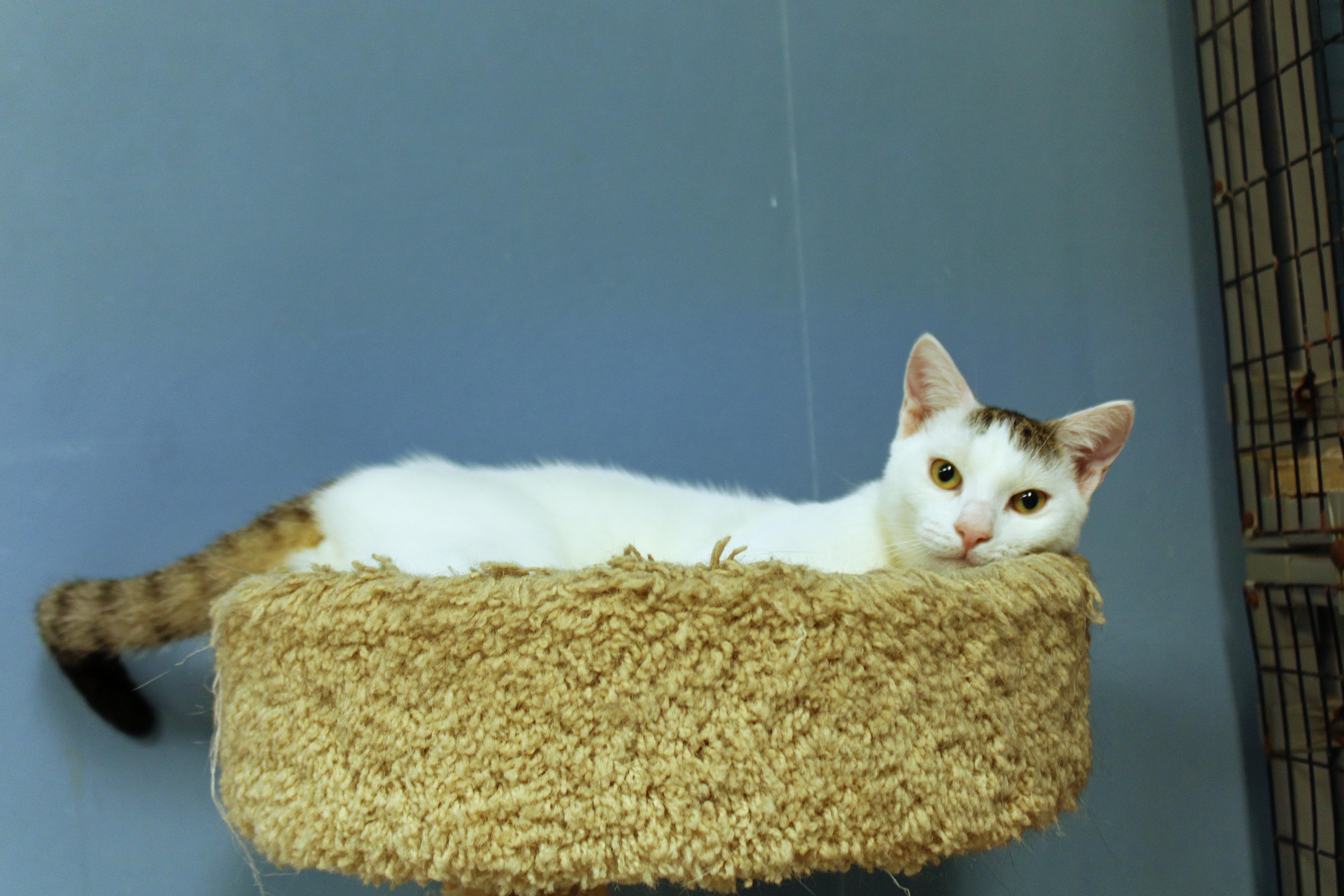 Enlarge Alfonso, a Adoptable Domestic Short Hair in Urbana, OH image 5/6
