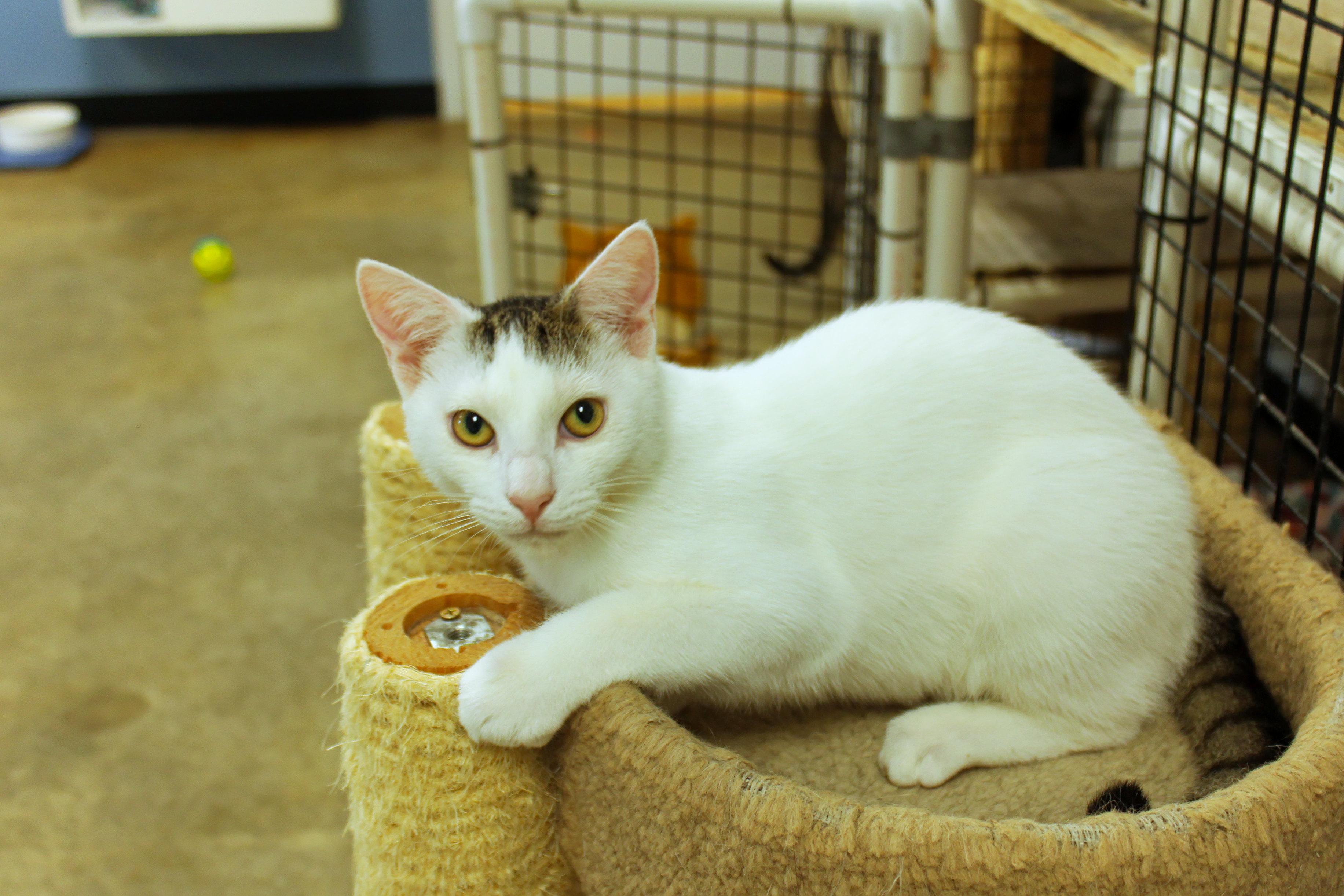 Alfonso, Adoptable, Young Male Domestic Short Hair.