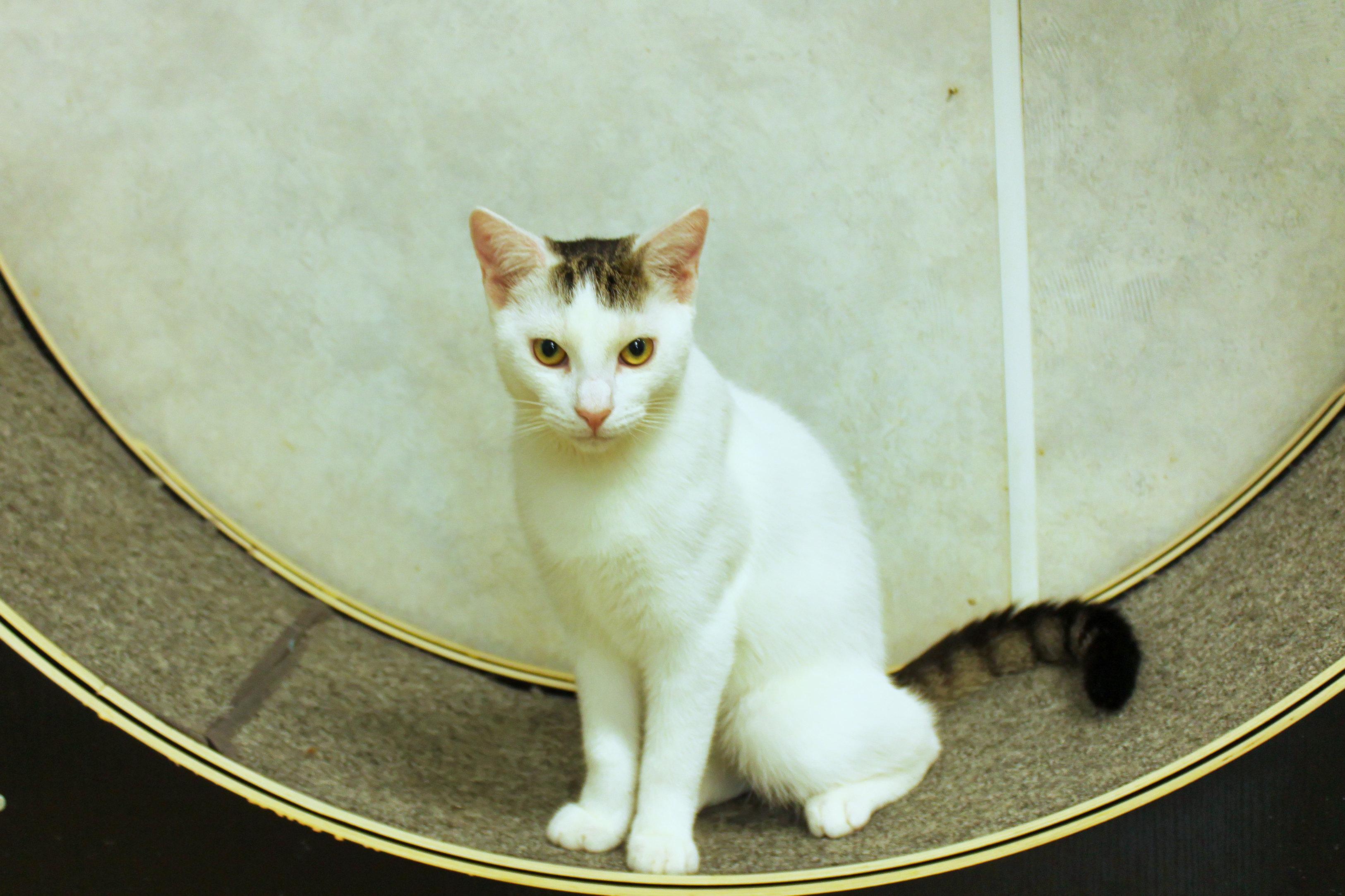 Enlarge Alfonso, a Adoptable Domestic Short Hair in Urbana, OH image 4/6