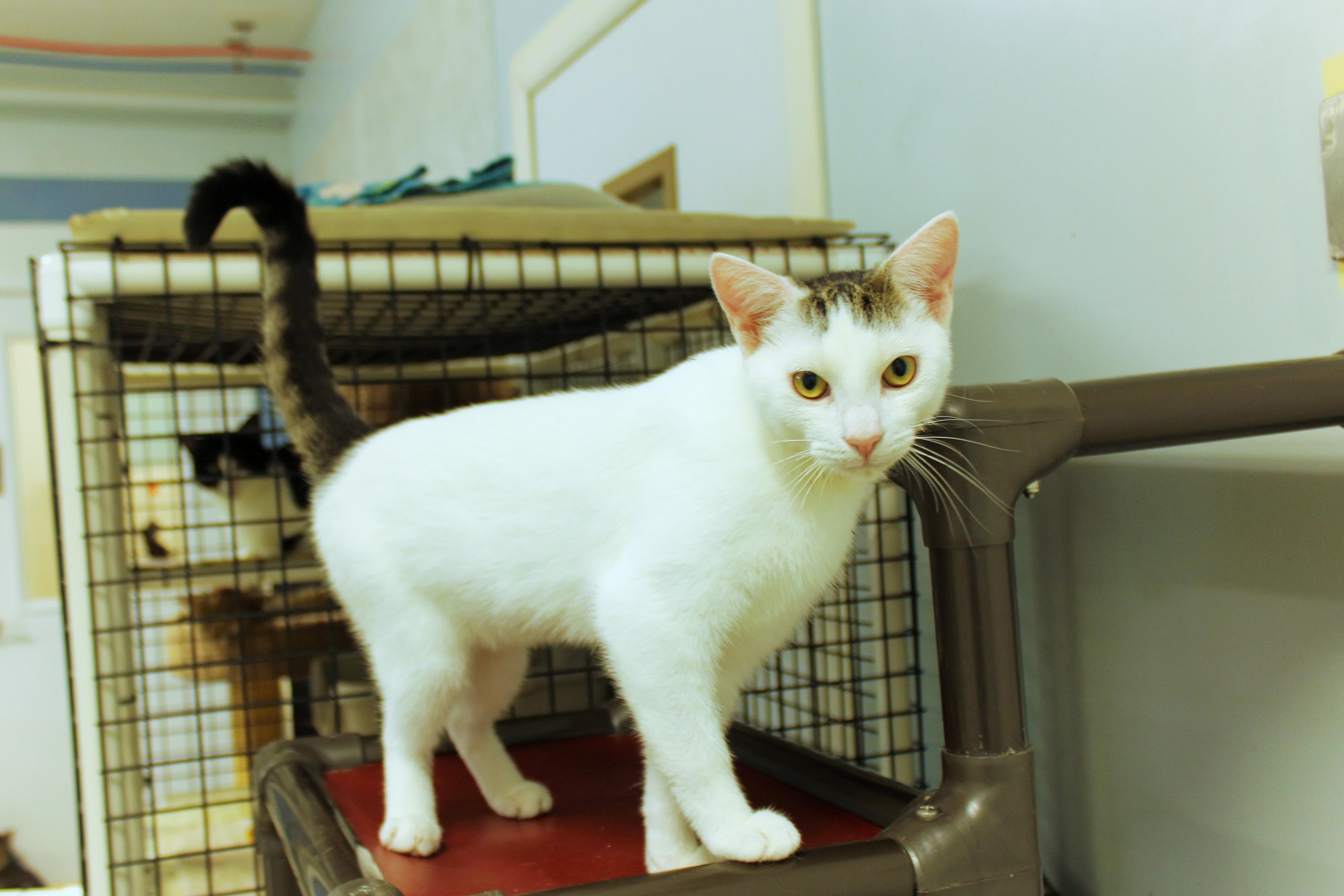 Enlarge Alfonso, a Adoptable Domestic Short Hair in Urbana, OH image 3/6