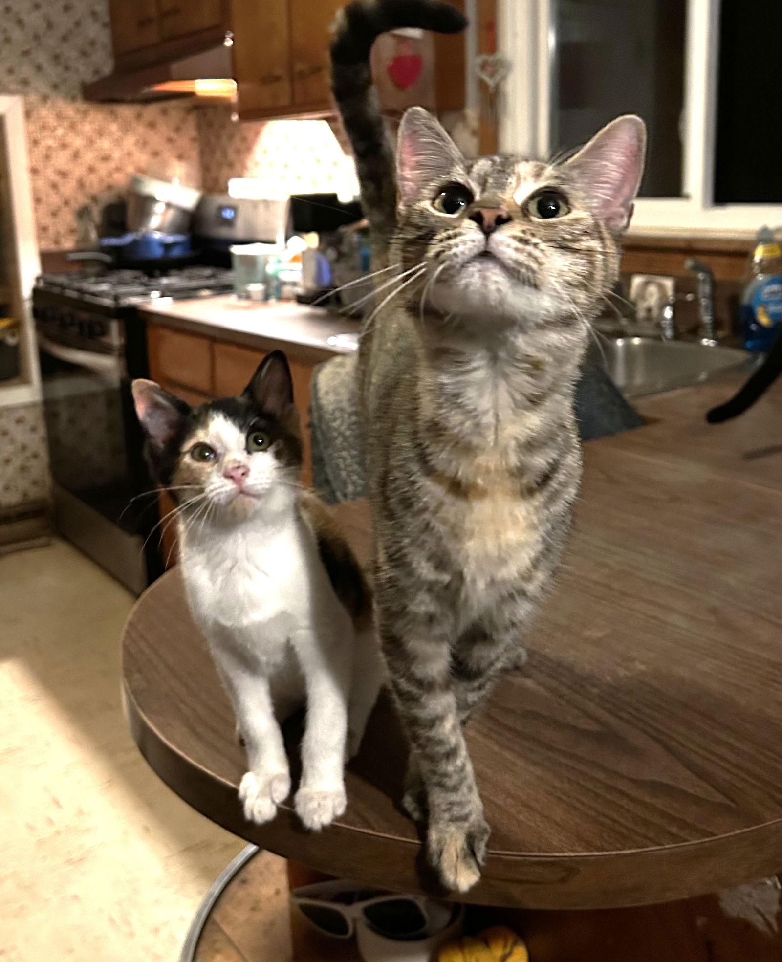 Petunia C OS, Adoptable, Young Female Tabby.