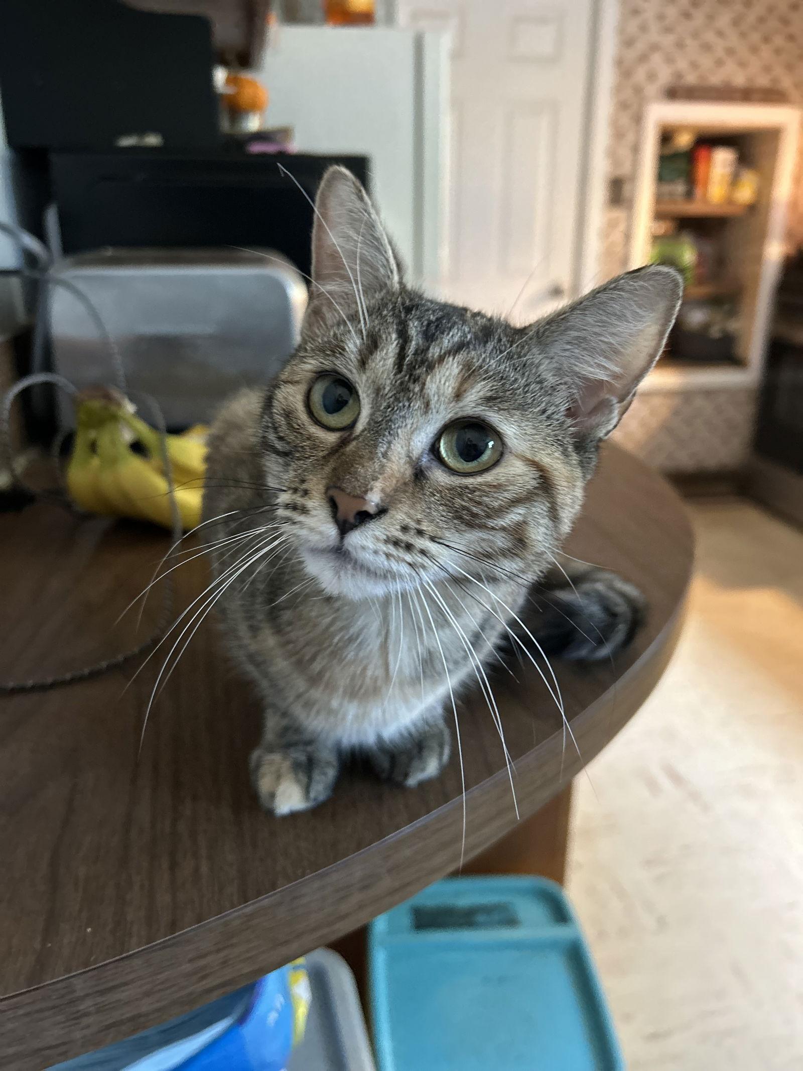 Petunia C OS, a Adoptable Tabby in Saunderstown, RI image 2/3